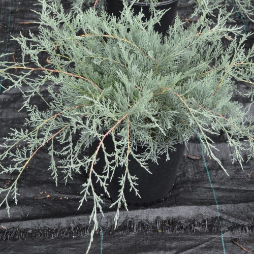 Juniperus virginiana 'Grey Owl' - Virgiinia kadakas 'Grey Owl' P9/0,55L